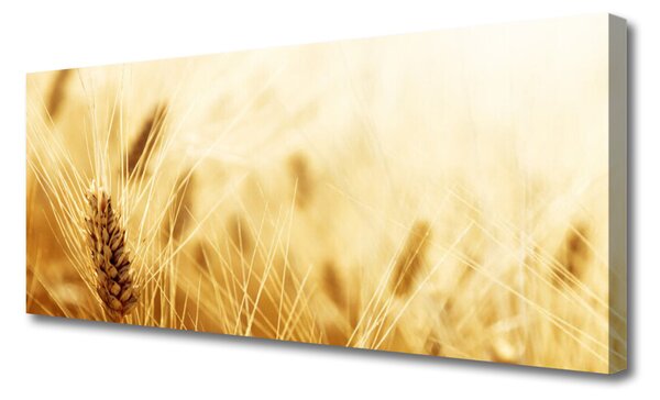 Obraz Canvas Pšenica rastlina príroda 125x50 cm