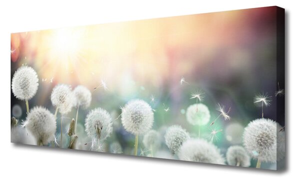 Obraz Canvas Púpavy kvety príroda 125x50 cm