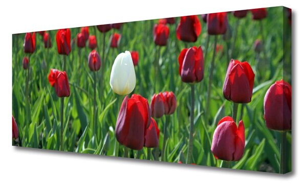 Obraz Canvas Tulipány kvety príroda 125x50 cm