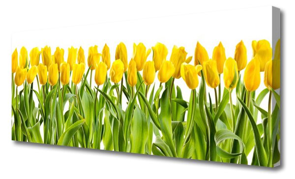 Obraz Canvas Tulipány kvety príroda 125x50 cm
