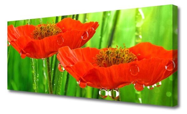 Obraz na plátne Maky rastlina príroda 125x50 cm