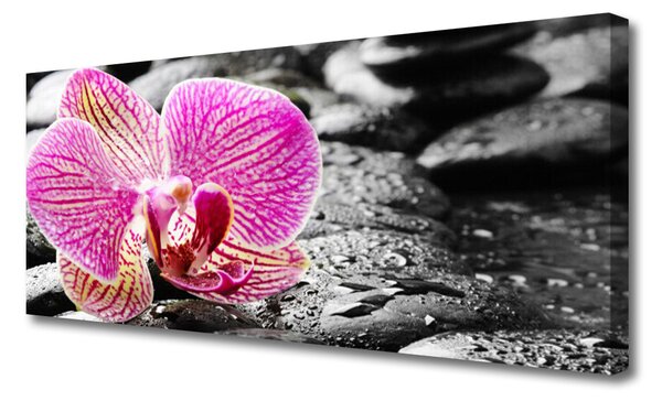 Obraz na plátne Kvet kamene rastlina 125x50 cm
