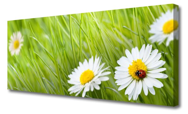 Obraz na plátne Tráva sedmokrásky príroda 125x50 cm