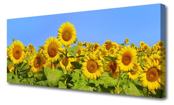 Obraz na plátne Slnečnica kvet rastlina 125x50 cm