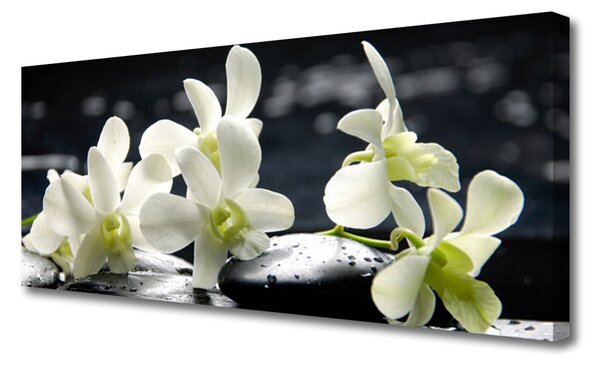 Obraz Canvas Kvet kamene rastlina 125x50 cm