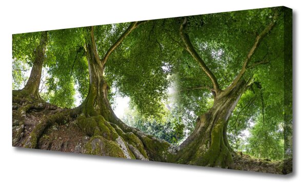 Obraz Canvas Stromy rastlina príroda 125x50 cm