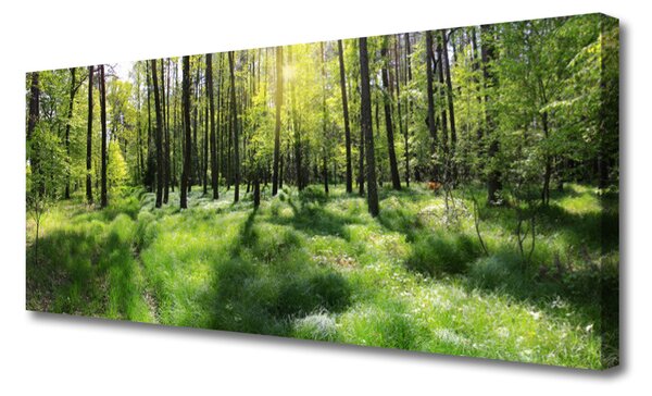 Obraz Canvas Les tráva rastlina príroda 125x50 cm