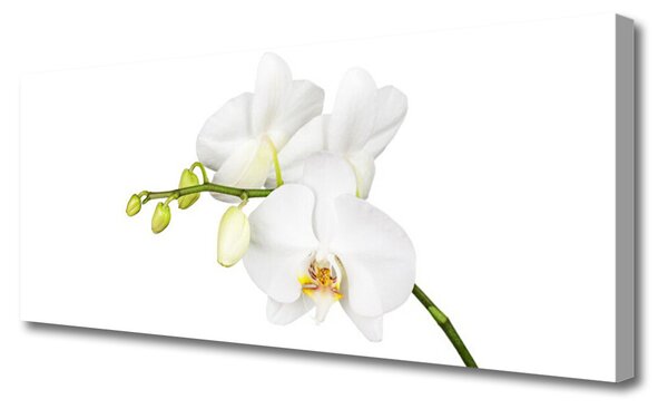 Obraz Canvas Orchidea kvety príroda 125x50 cm