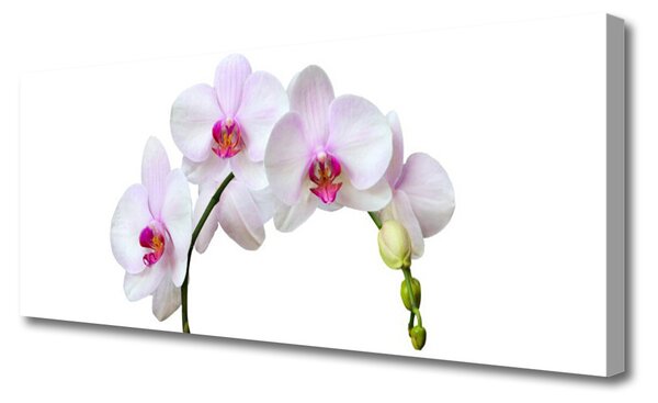 Obraz Canvas Vstavač orchidea kvety 125x50 cm
