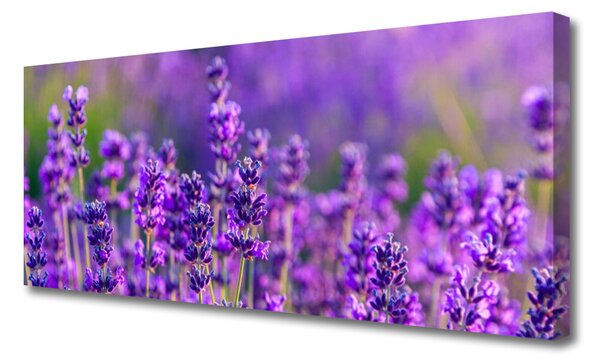 Obraz Canvas Pole fialová levanduľa 125x50 cm