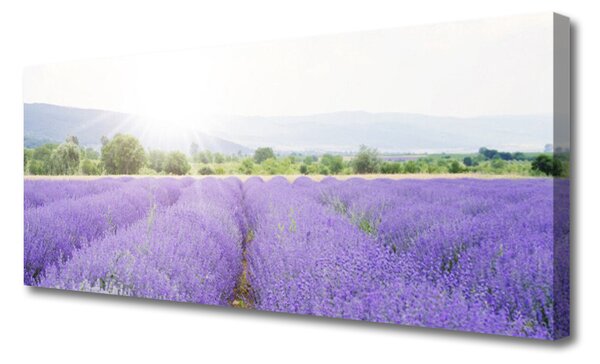 Obraz Canvas Pole levanduľa príroda lúka 125x50 cm