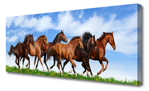 Obraz Canvas Cválajúci kone na pastvine 125x50 cm