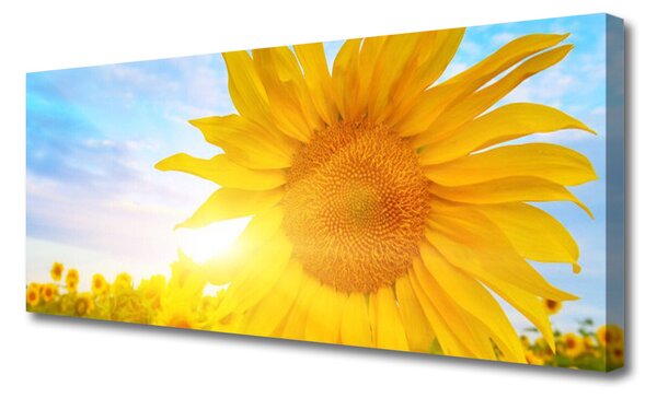 Obraz Canvas Slnečnica kvet slnko 125x50 cm