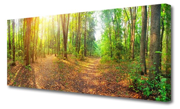 Obraz Canvas Slnko príroda lesné chodník 125x50 cm