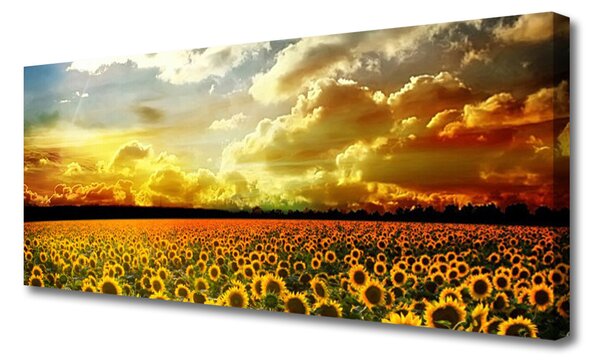 Obraz Canvas Pole slnečníc krajina 125x50 cm