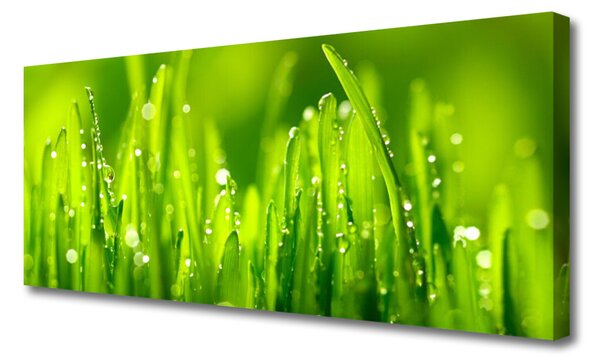 Obraz Canvas Zelená tráva kvapky rosy 125x50 cm
