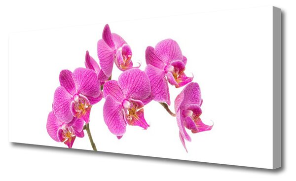 Obraz Canvas Orchidea kvety príroda 125x50 cm