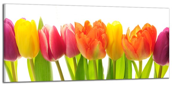 Obraz na stenu Farebné tulipány