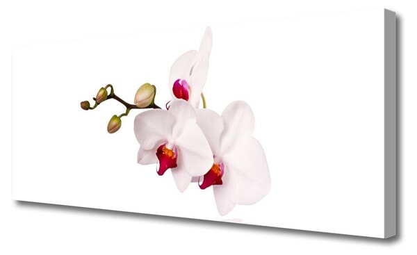 Obraz Canvas Kvety príroda orchidea 125x50 cm