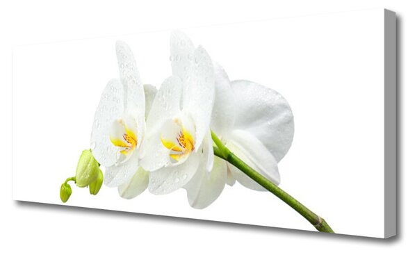 Obraz Canvas Plátky kvet bíla orchidea 125x50 cm