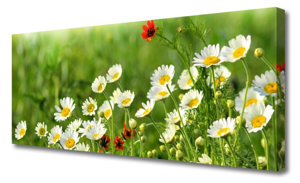 Obraz Canvas Sedmokráska rastlina príroda 125x50 cm