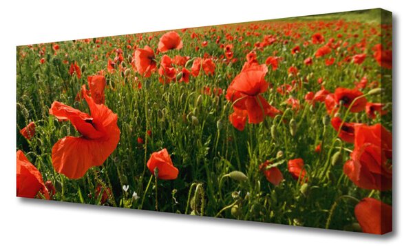 Obraz Canvas Maky rastlina príroda 125x50 cm