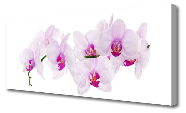 Obraz Canvas Kvety rastlina príroda 125x50 cm