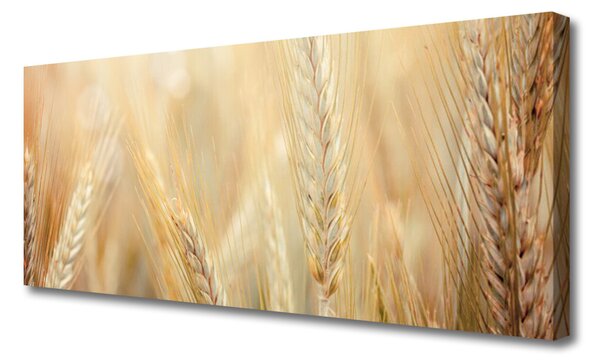 Obraz Canvas Pšenica rastlina príroda 125x50 cm