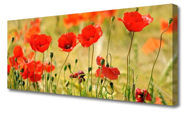 Obraz Canvas Maky rastlina príroda 125x50 cm