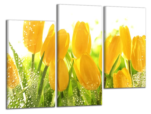 Obraz na stenu Žlté tulipány