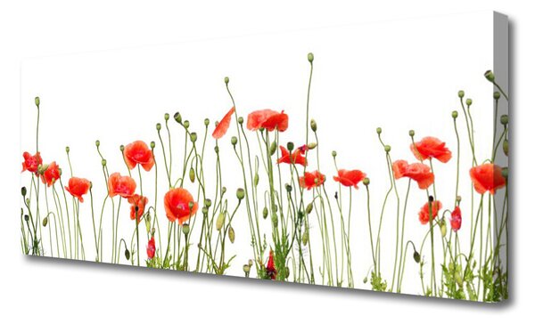 Obraz Canvas Maky rastlina príroda 125x50 cm