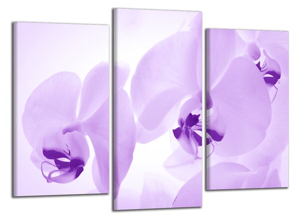 Obraz do bytu Fialové orchidey
