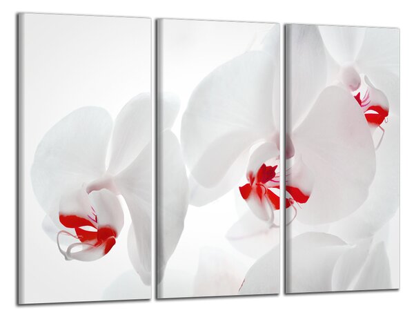 Obraz na plátne Orchidey