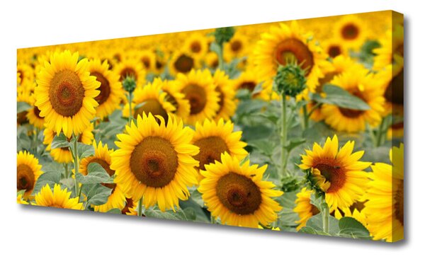 Obraz Canvas Slnečnica rastlina príroda 125x50 cm