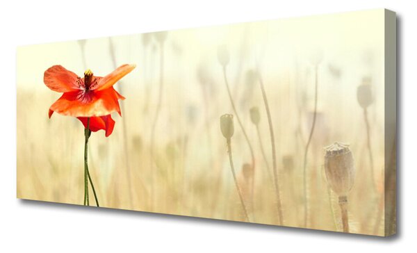 Obraz Canvas Maky rastlina príroda 125x50 cm