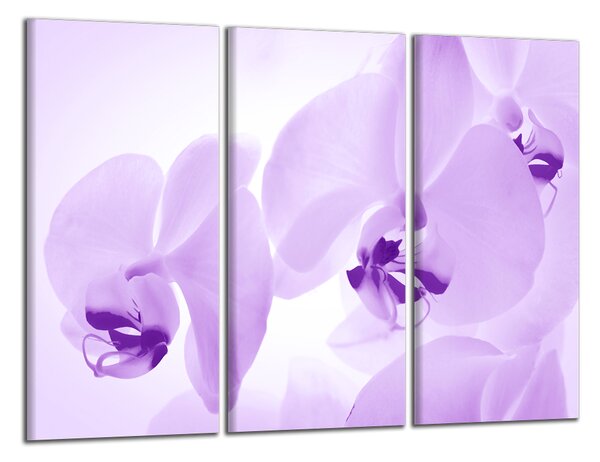 Obraz do bytu Fialové orchidey