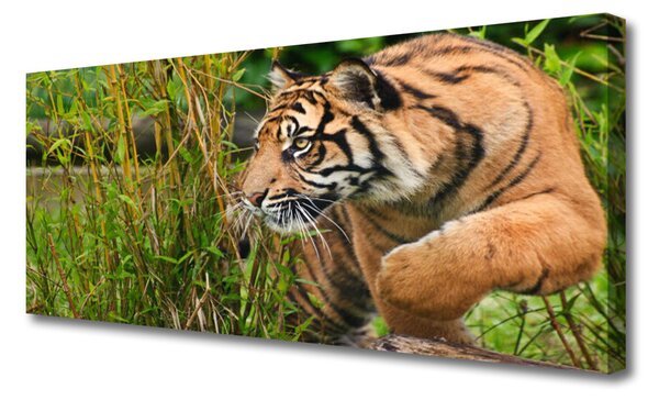 Obraz Canvas Tiger zvieratá 125x50 cm