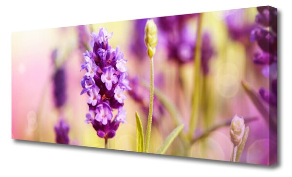 Obraz Canvas Kvety rastlina príroda 125x50 cm
