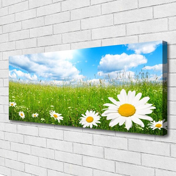 Obraz na plátne Sedmokráska tráva príroda 125x50 cm