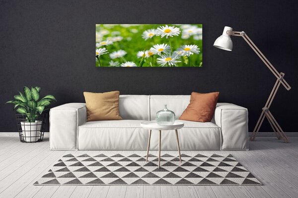 Obraz Canvas Sedmokráska kvet rastlina 125x50 cm