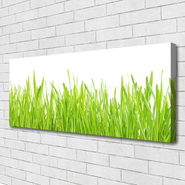 Obraz Canvas Tráva príroda rastlina 125x50 cm