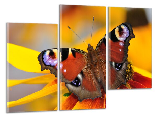 Moderný obraz Motýľ