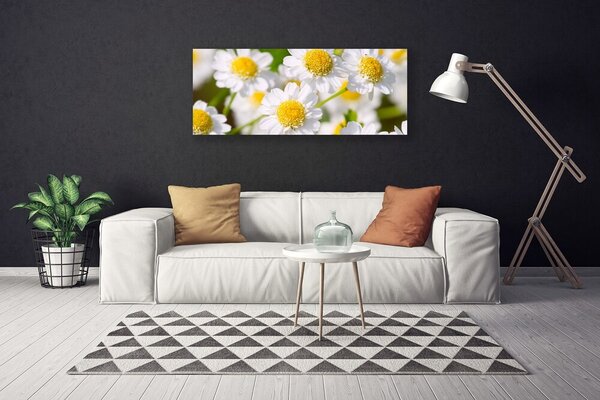 Obraz Canvas Kvety sedmokráska príroda 125x50 cm