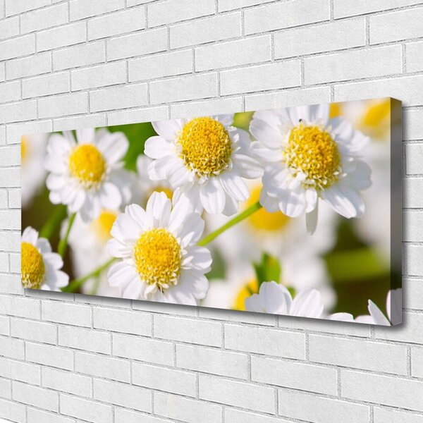 Obraz Canvas Kvety sedmokráska príroda 125x50 cm