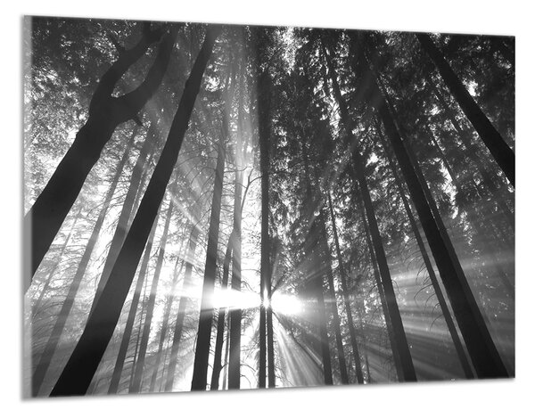 Čiernobiely obraz na stenu Slnko medzi stromamy