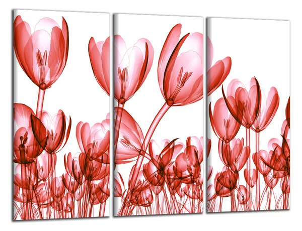 Obraz na stenu Červené tulipány