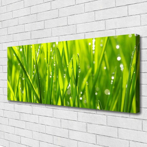 Obraz Canvas Tráva rastlina príroda 125x50 cm