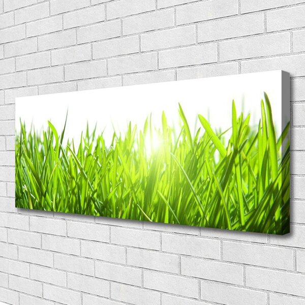Obraz Canvas Tráva rastlina príroda 125x50 cm
