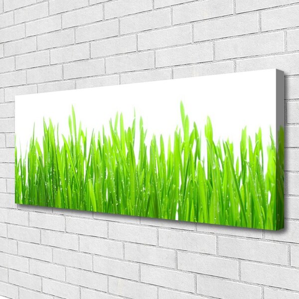 Obraz Canvas Tráva rastlina príroda 125x50 cm