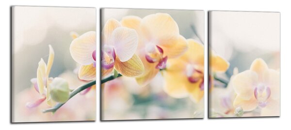 Moderný obraz Orchidey